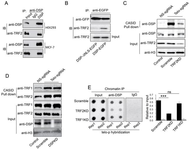 Int J Biol Sci Image