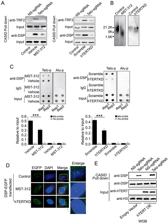 Int J Biol Sci Image