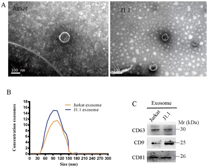 Int J Biol Sci Image