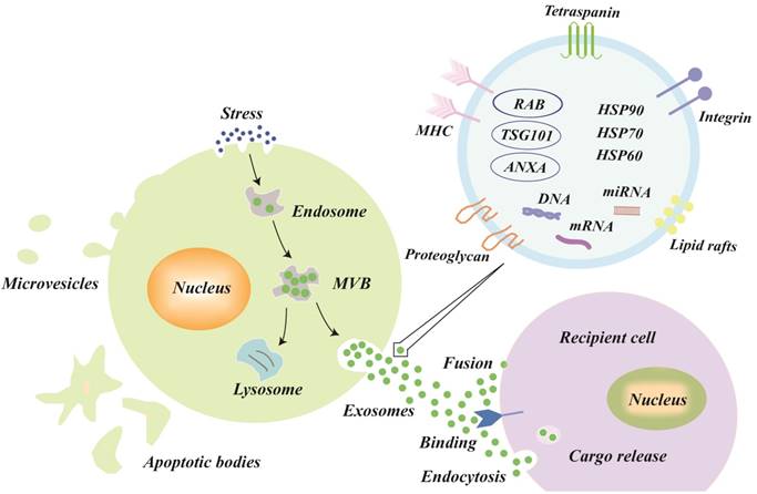 Int J Biol Sci Image