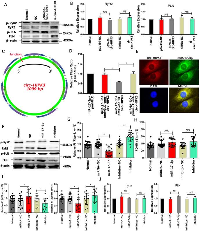 Int J Biol Sci Image