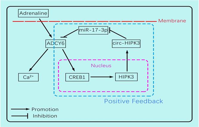 Int J Biol Sci Image