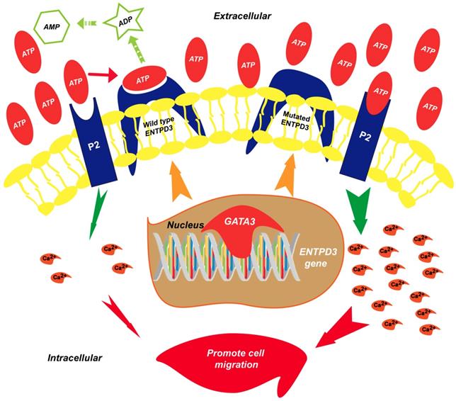 Int J Biol Sci Image