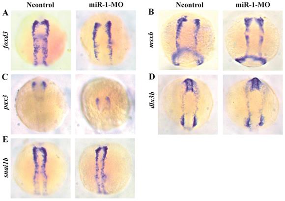 Int J Biol Sci Image