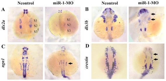 Int J Biol Sci Image