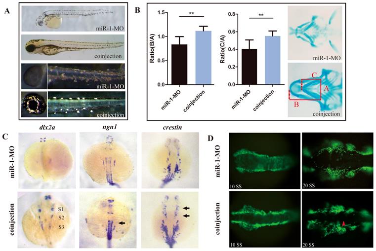 Int J Biol Sci Image