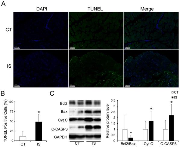 Int J Biol Sci Image