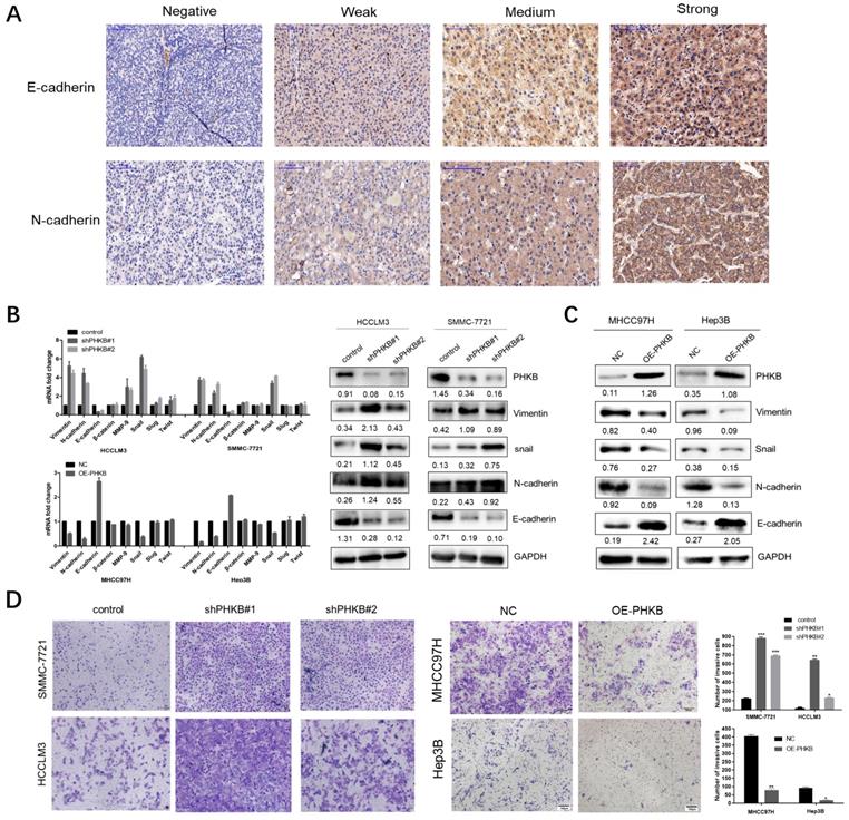 Int J Biol Sci Image