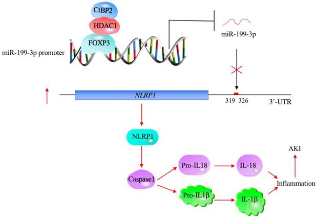 Int J Biol Sci Image