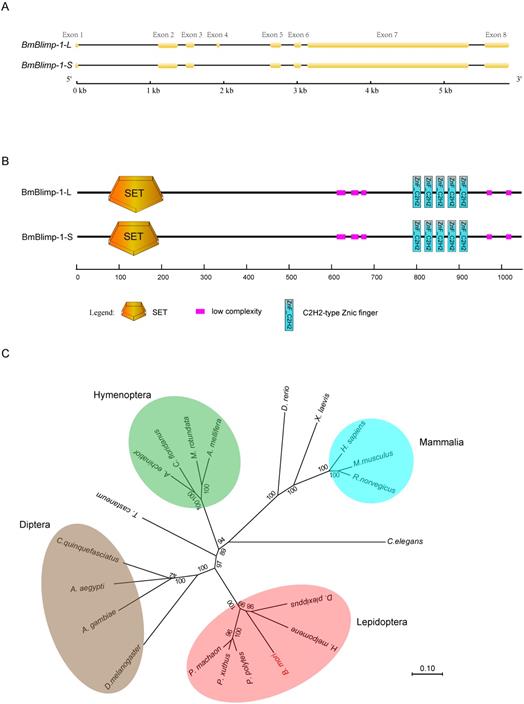 Int J Biol Sci Image