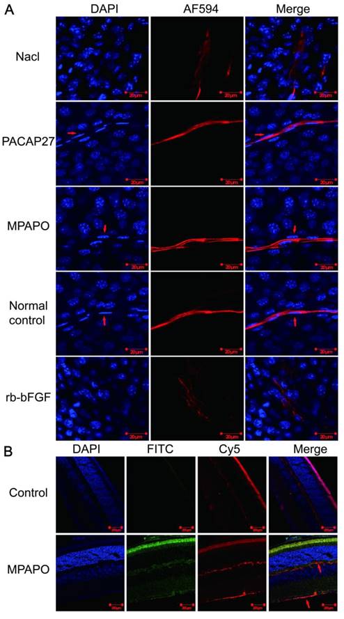 Int J Biol Sci Image