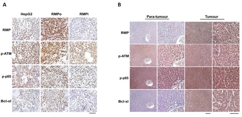 Int J Biol Sci Image