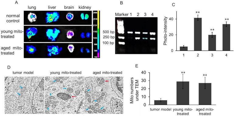 Int J Biol Sci Image