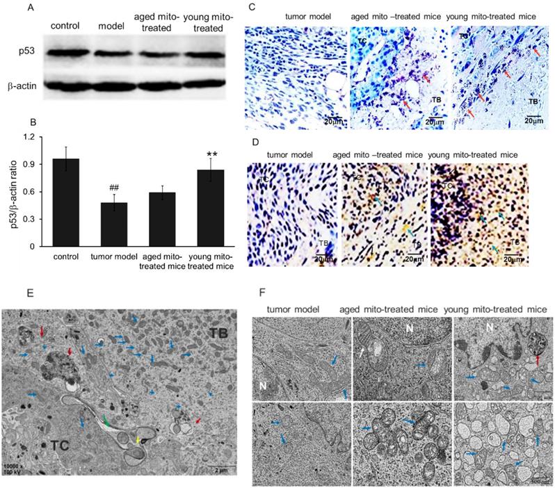 Int J Biol Sci Image