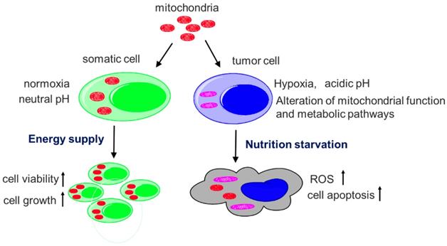 Int J Biol Sci Image