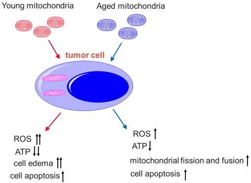 Int J Biol Sci Image