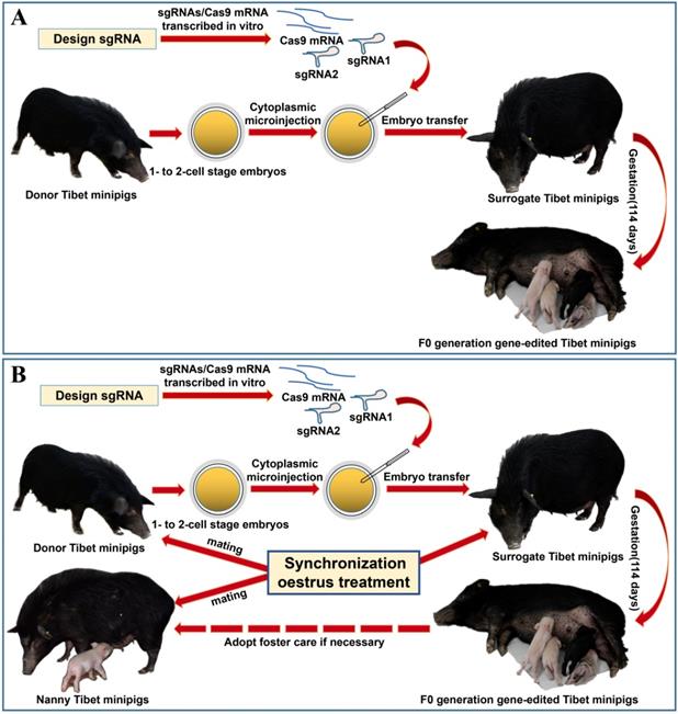 Int J Biol Sci Image