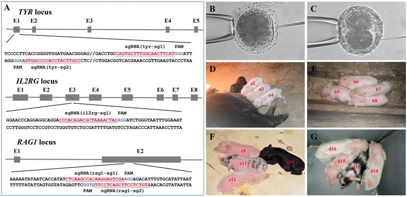 Int J Biol Sci Image