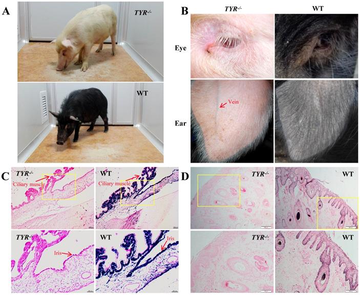 Int J Biol Sci Image