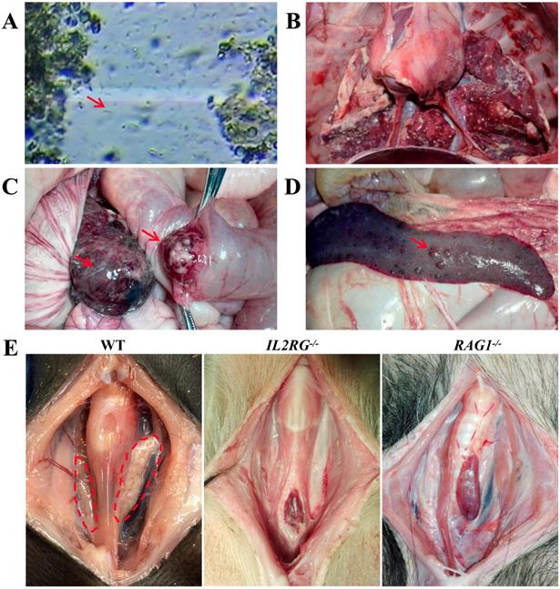 Int J Biol Sci Image