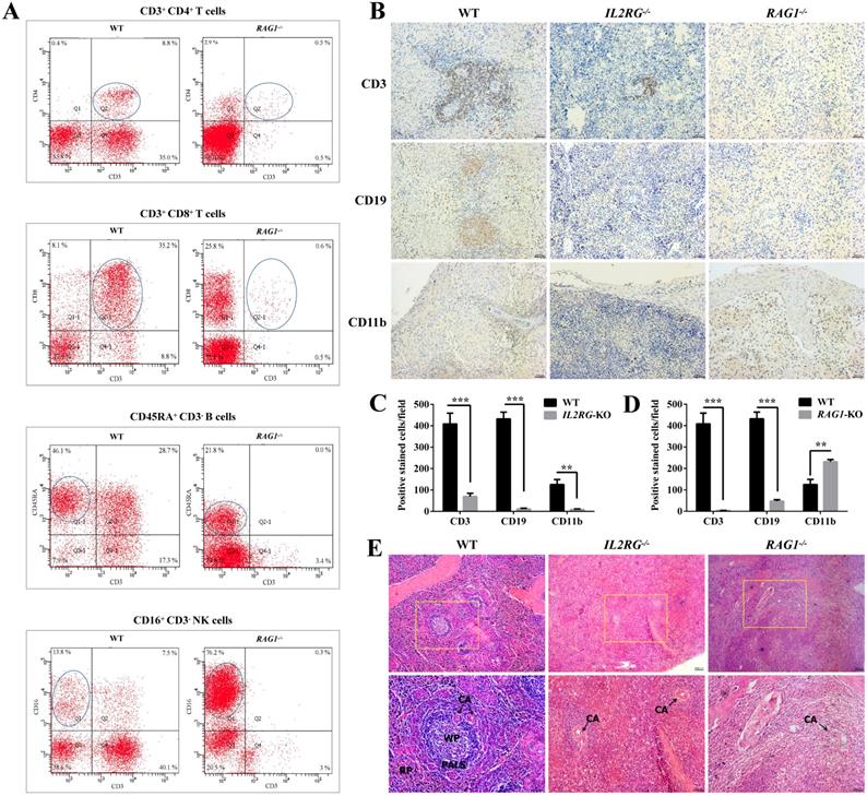 Int J Biol Sci Image