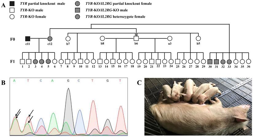 Int J Biol Sci Image