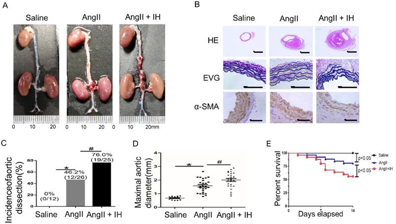 Int J Biol Sci Image