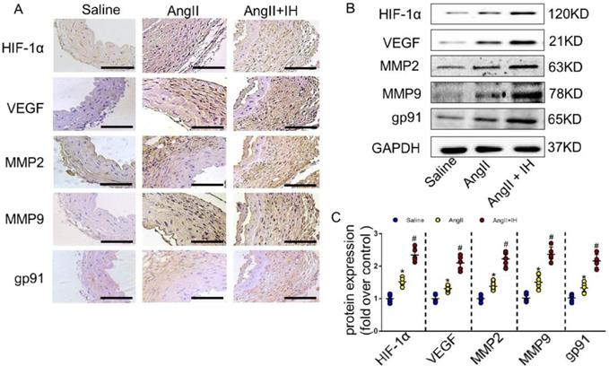 Int J Biol Sci Image