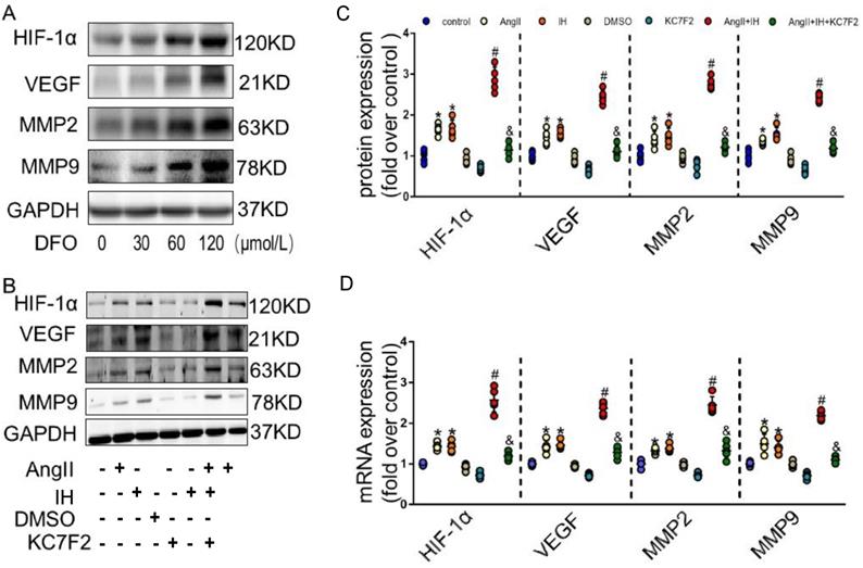 Int J Biol Sci Image