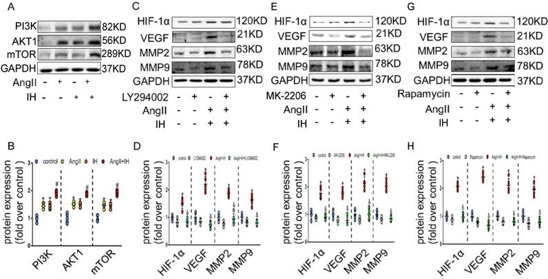 Int J Biol Sci Image