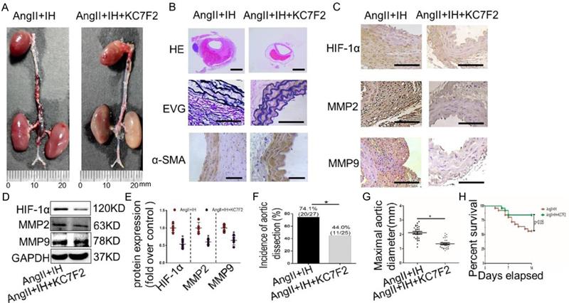 Int J Biol Sci Image