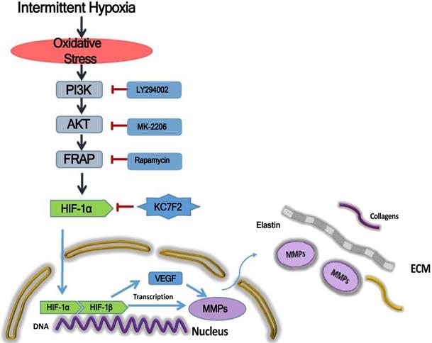 Int J Biol Sci Image