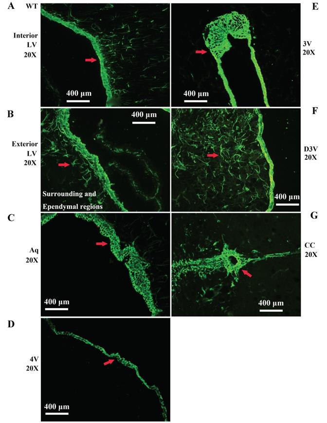 Int J Biol Sci Image