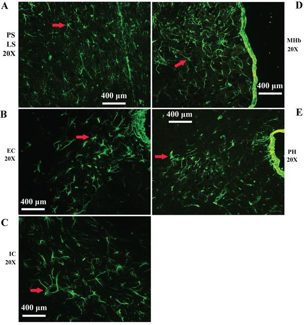 Int J Biol Sci Image