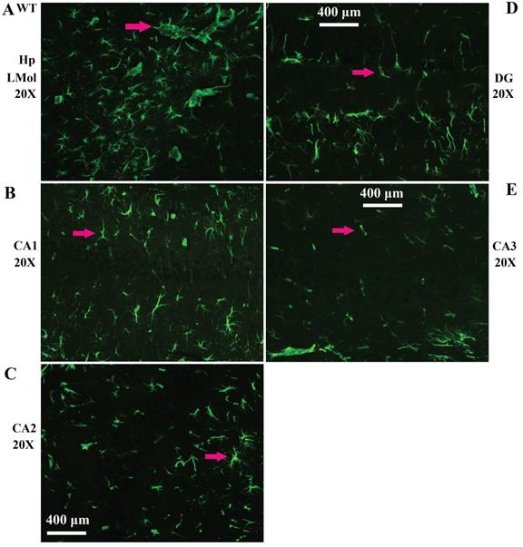 Int J Biol Sci Image