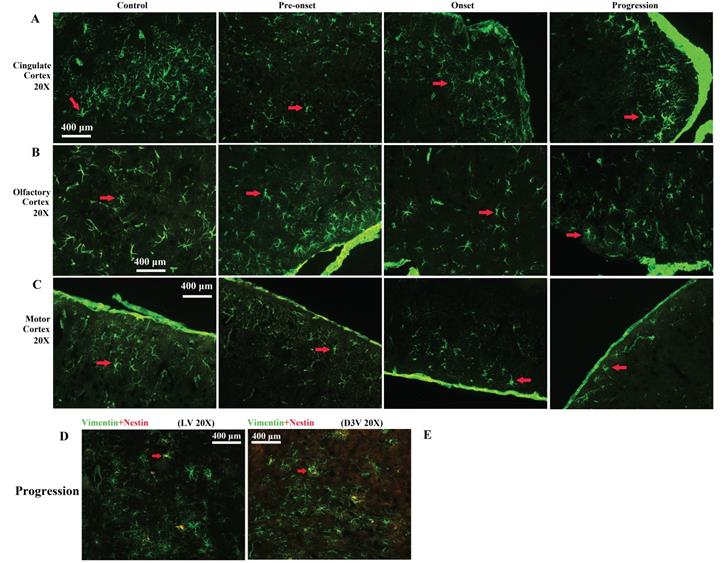 Int J Biol Sci Image