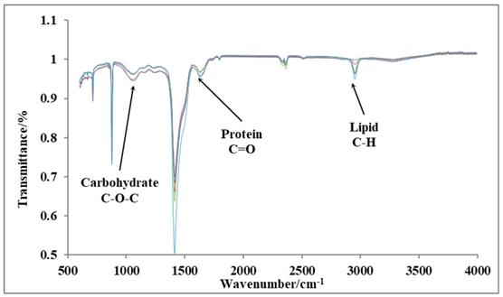 Int J Biol Sci Image