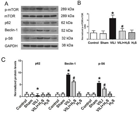 Int J Biol Sci Image