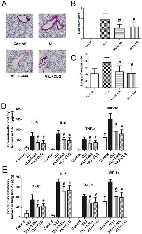 Int J Biol Sci Image