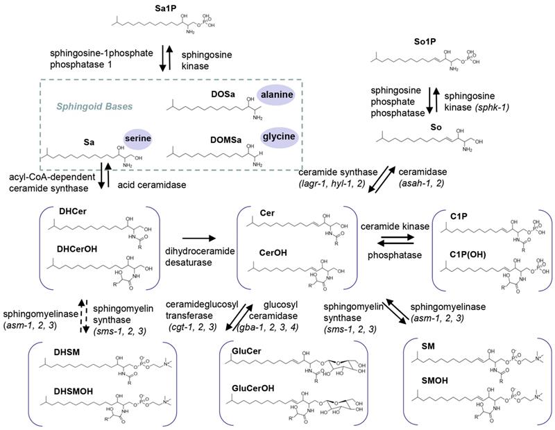 Int J Biol Sci Image