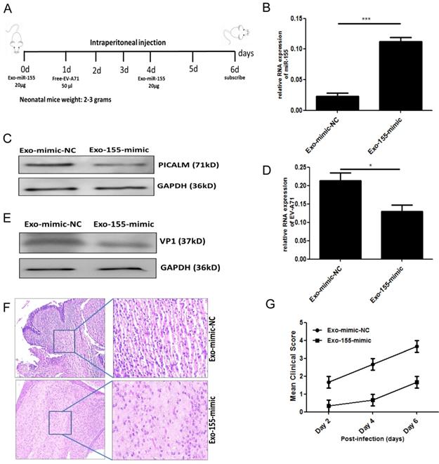 Int J Biol Sci Image