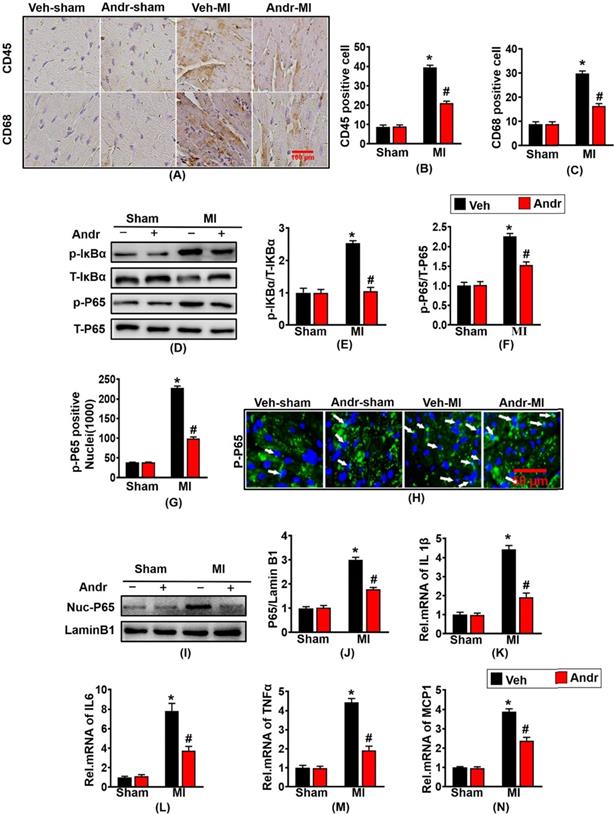 Int J Biol Sci Image