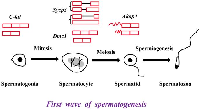 Int J Biol Sci Image