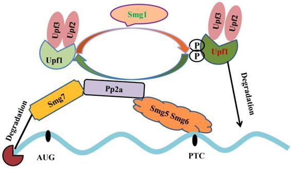 Int J Biol Sci Image