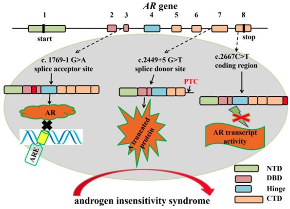 Int J Biol Sci Image