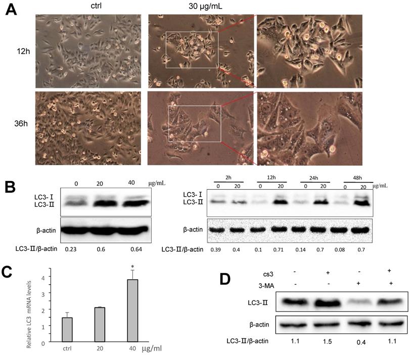 Int J Biol Sci Image