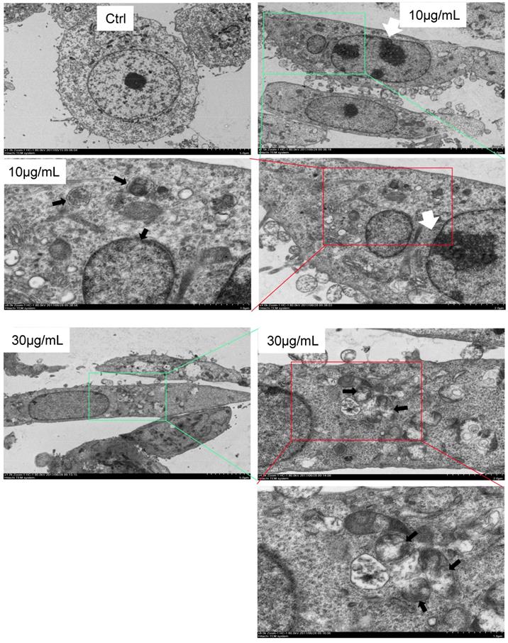 Int J Biol Sci Image