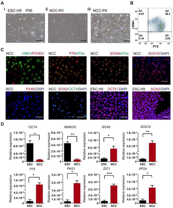 Int J Biol Sci Image