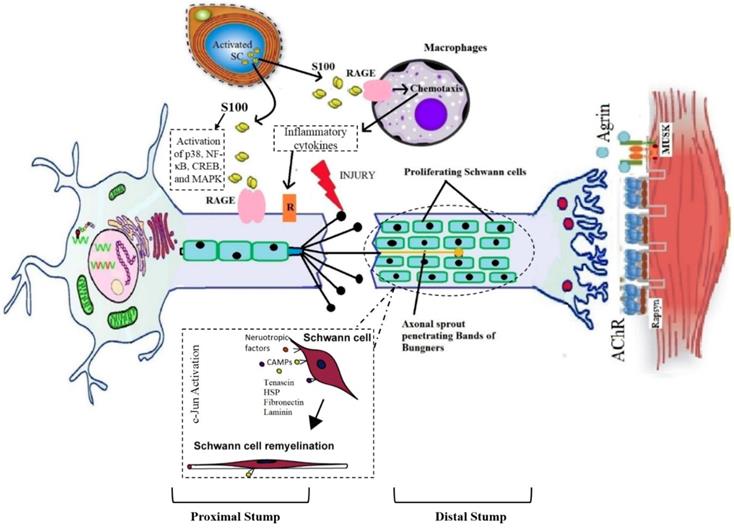 Int J Biol Sci Image