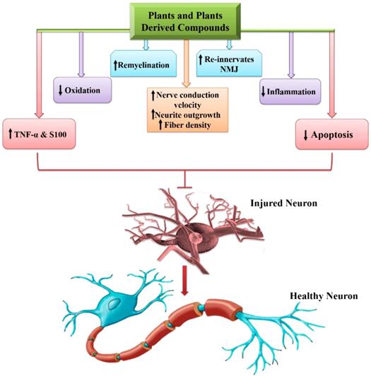 Int J Biol Sci Image